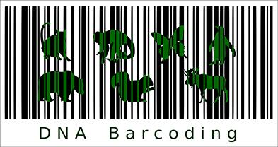 DNA barcoding. Imatge de Jagoba Malumbres