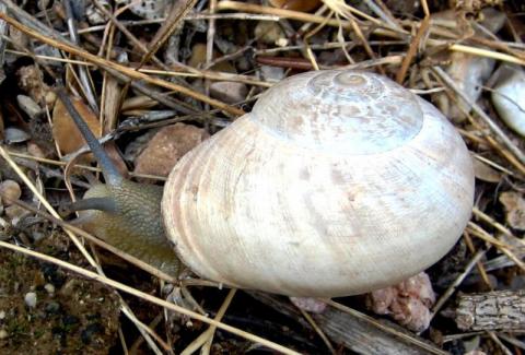 Iberus gualterianus alonensis. Imatge de X. Vazquez, Licència Creative Commons